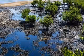 Oil slicks hit Qeshm mangroves and Oman coast in mounting war fallout