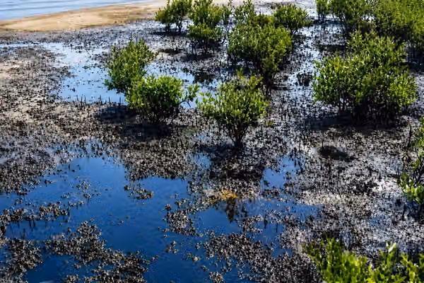 Oil slicks hit Qeshm mangroves and Oman coast in mounting war fallout