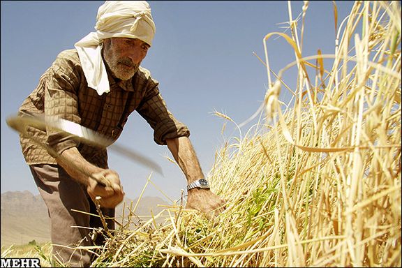 A wheat farmer in Iran