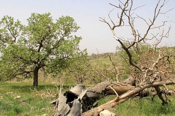 روزگار ناخوش جنگلهای زاگرس؛ آتش، خشکسالی و زوال بلوطها