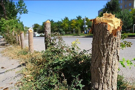 عضو شورای شهر تهران: جریمه قطع درخت نباید مشابه دیه انسان باشد