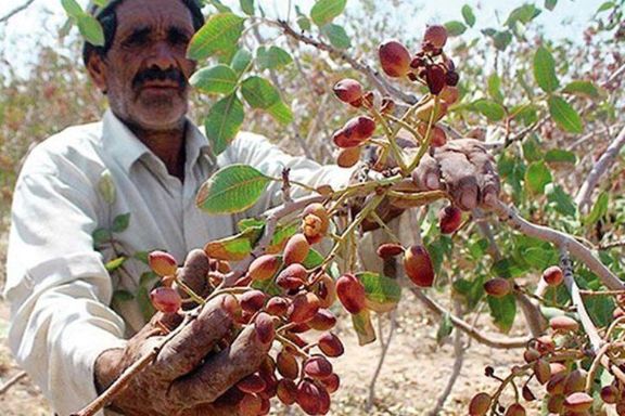 آمریکا چگونه جایگاه پسته ایران در جهان را تصاحب کرد
