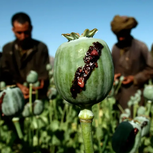 رفتار دوگانه جمهوری اسلامی در برابر آمار «افزایش» تولید مواد مخدر از سوی طالبان