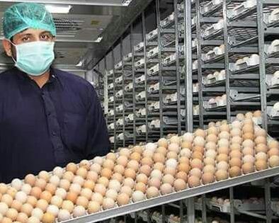 جهاد کشاورزی مهاباد: قطع برق باعث از بین رفتن ۳۵ هزار تخم مرغ در یک واحد جوجهکشی شد