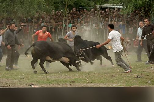 نماینده مجلس: در مراسم گاوبازی در روستاهای شمال، به گاوها قرص روانگردان داده میشود