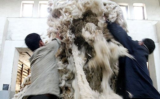 مدیرعامل اتحادیه دام سبک: پارسال ۳۲۰۰ تن پشم وارد کردیم در حالی که نیاز نداشتیم