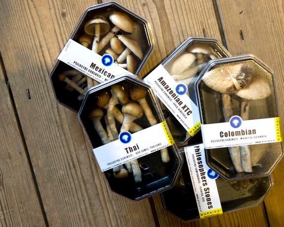 محققان بریتانیا: ماده روانگردان «مجیک ماشروم» میتواند به درمان افسردگی کمک کند