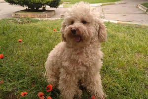 Iran Will Force Dog Owners To Get Special Permit