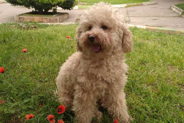 Iran Will Force Dog Owners To Get Special Permit