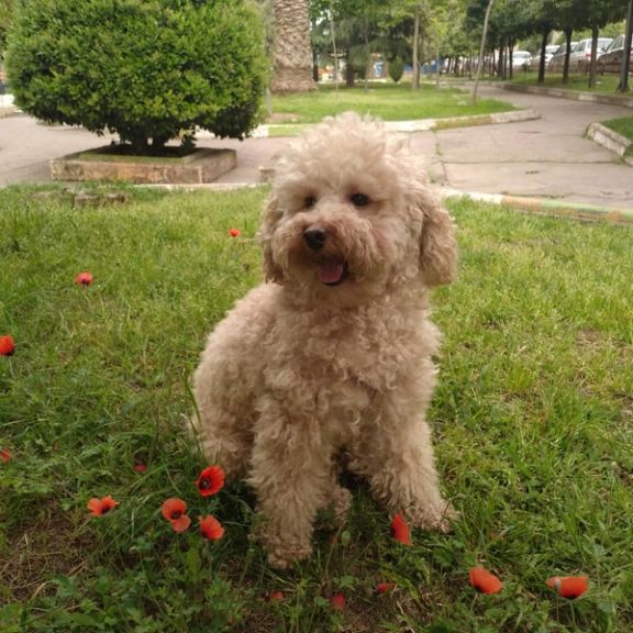 A dog in a park in Iran