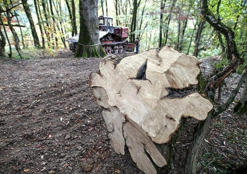 جنگل‌زدایی در مناطق گرمسیری در دوره‌ای ۲۰ ساله باعث مرگ بیش از ۵۰۰ هزار نفر شده است