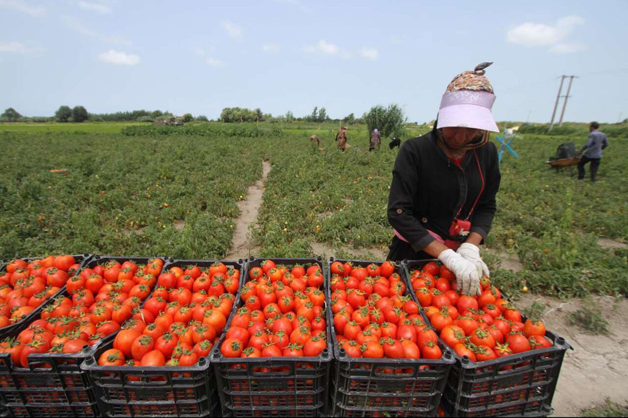 Tomato harvest in Iran — a worker packs freshly picked tomatoes in crates on a farm.
