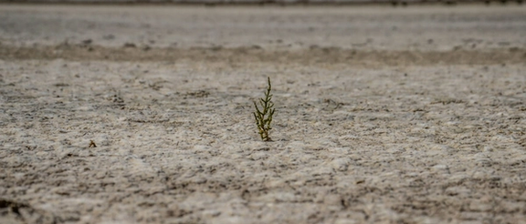 خشکسالی تالاب گاو خونی