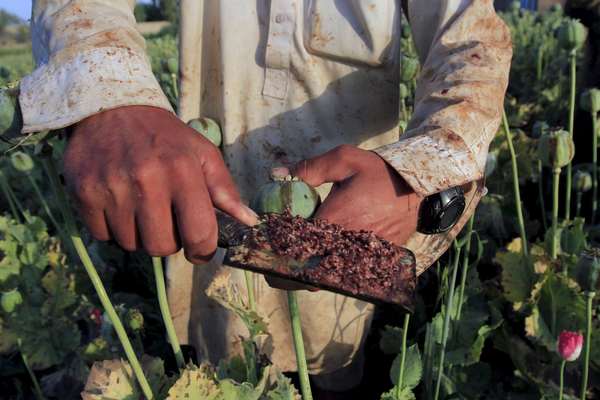 Iran warns of harsh penalties for illegal poppy cultivation