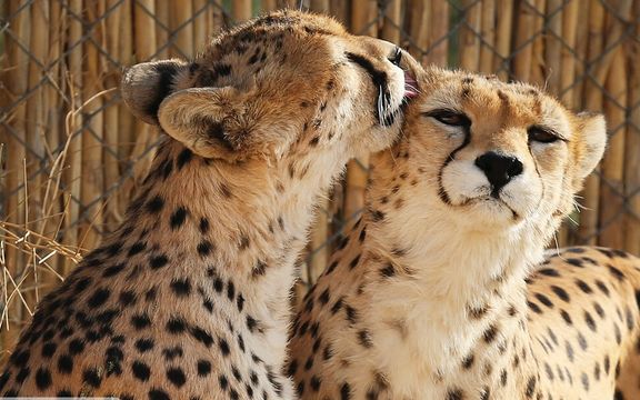 قاتل گورخرهای ایرانی متولی نگهداری از «ایران» و بچههایش است