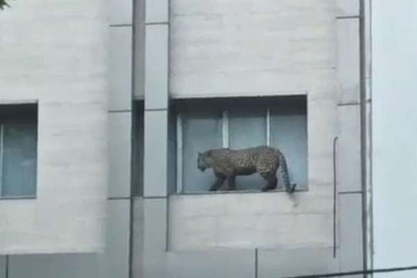Police Kill Leopard Stranded In Northern Iranian City