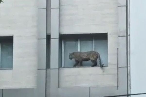 Police Kill Leopard Stranded In Northern Iranian City