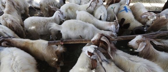 رییس شورای تامینکنندگان دام: ۱۵۰۰ دام به دلیل ممنوعیت ناگهانی صادرات، بلاتکلیف ماندند