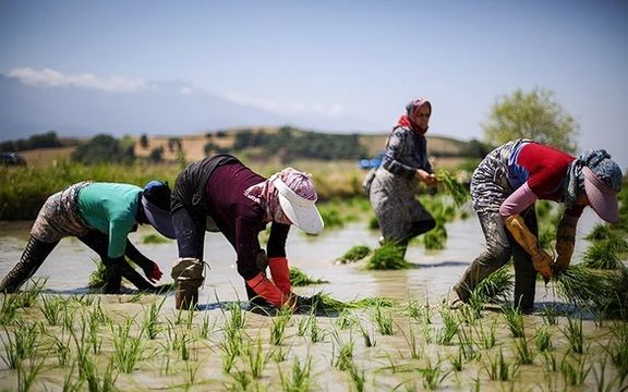 عضو شورای عالی استانها: در دهه آتی شالیکاران شمال دیگر برنجی برای بقیه کشور نخواهند داشت