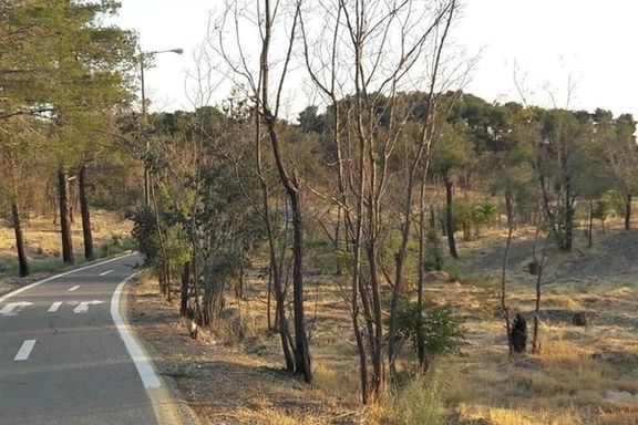 سرپرست اداره کل منابع طبیعی تهران: حقابه درختان پارک چیتگر به یک پنجم کاهش پیدا کرده است