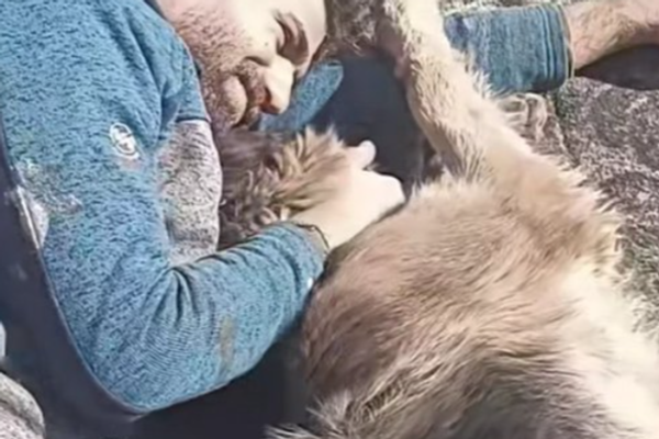 A man, a dog, and a private wish turned public tragedy in Iran