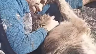 A man, a dog, and a private wish turned public tragedy in Iran