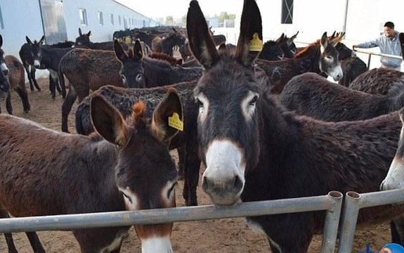 رییس سازمان نظام دامپزشکی: عرضه گوشت اسب و الاغ در حدی نیست که مردم نگران شوند