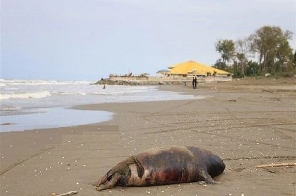 File photo shows the carcass of a Caspian seal washed ashore on Iran’s northern coast.