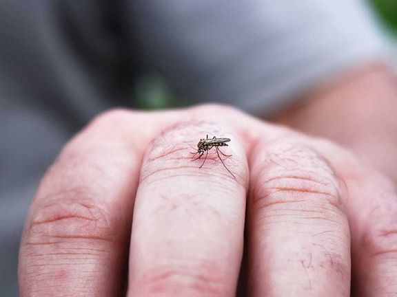 مرکز مدیریت بیماریهای واگیر وزارت بهداشت: تاکنون دو نوع پشه آئدس در کشور شناسایی شده است