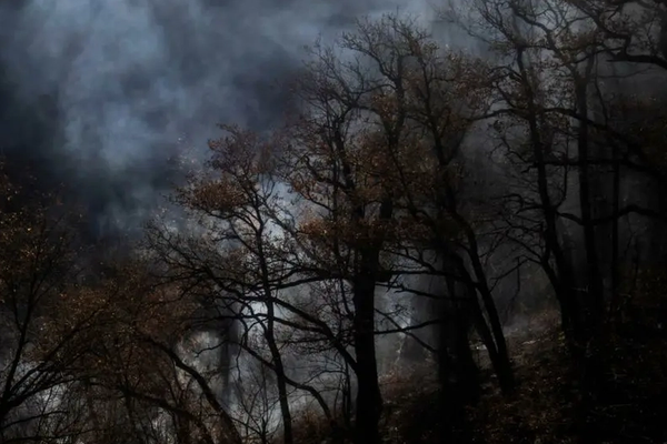 صحيفة حكومية تربط حريق غابات إليت شمالي البلاد بـ"التخريب والإرهاب"