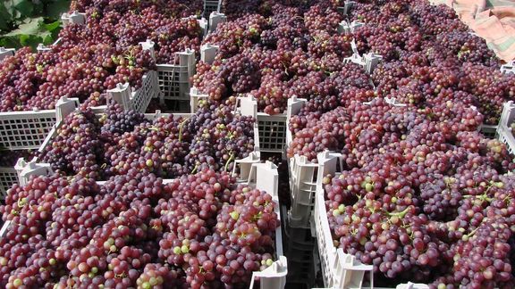 اتحادیه صنف حق العملکاران میوه تهران: فروش آب انگور در میدان میوه و ترهبار ممنوع شد