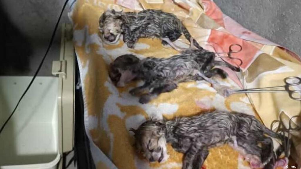 سازمان حفاظت محیط زیست از تلف شدن یکی از سه توله یوزپلنگ «ایران» خبر داد