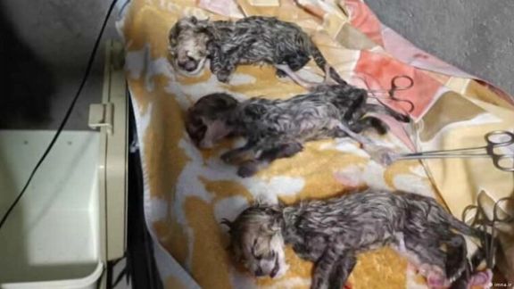 سازمان حفاظت محیط زیست از تلف شدن یکی از سه توله یوزپلنگ «ایران» خبر داد