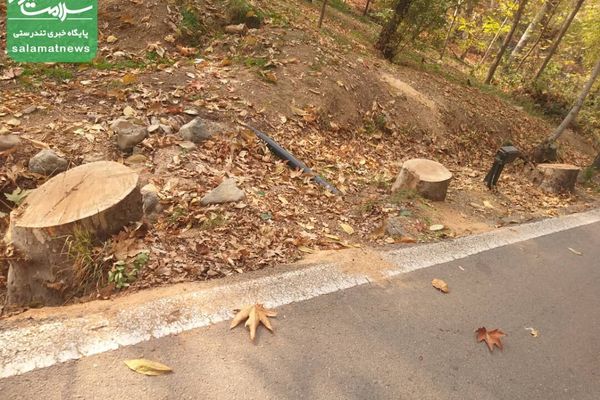 Tree Felling In Historical Sa'dabad Complex Courts Environmental Concerns