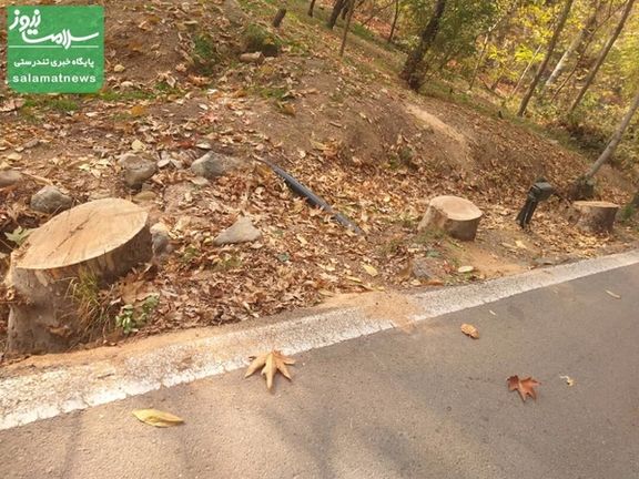 Cut trees at Tehran's historical Sa'dabad Cultural-Historical Complex (November 2023)