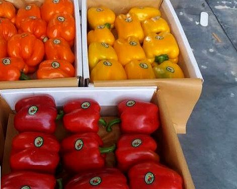 رییس سازمان حفظ نباتات: چیزی به نام محصول کشاورزی برگشتی از کشور دیگری نداریم