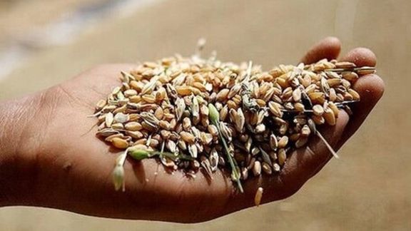 عضو کمیسیون کشاورزی: سازمان غذا و دارو باید سلامت گندمهای وارداتی از روسیه را بررسی کند