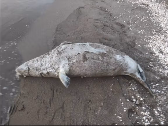 معاون محیط زیست مازندران: از ابتدای سال، لاشه ۲۶ فوک خزری در سواحل مازندران پیدا شده است