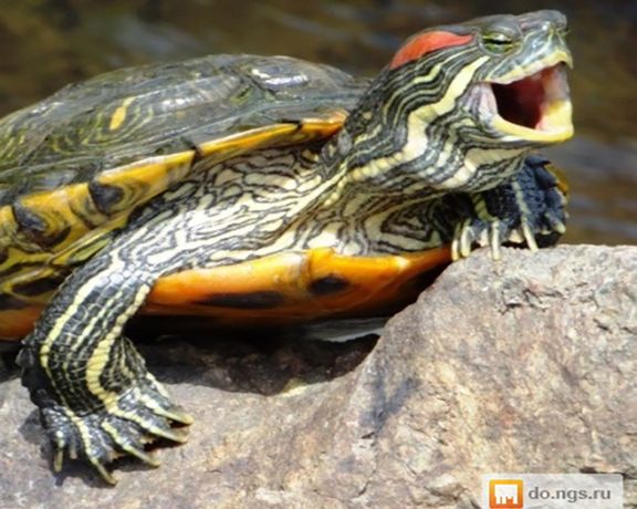 محیط زیست ماکو: محموله دو هزار لاکپشت گوش قرمز توقیف و خریدار ترکیهای آن بازداشت شد