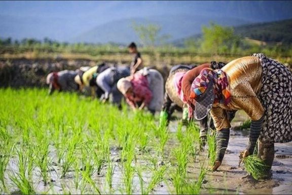اتحادیه برنجفروشان بابل: ۳۰ درصد مردم شمال برنج خارجی مصرف میکنند
