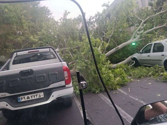 سقوط درخت در تهران بر اثر تندباد و مسدود شدن خیابان