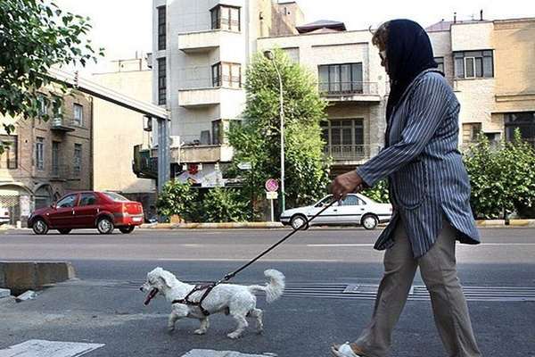 Realtor Arrested In Iran Over Sale Of Apartemnt To A Dog