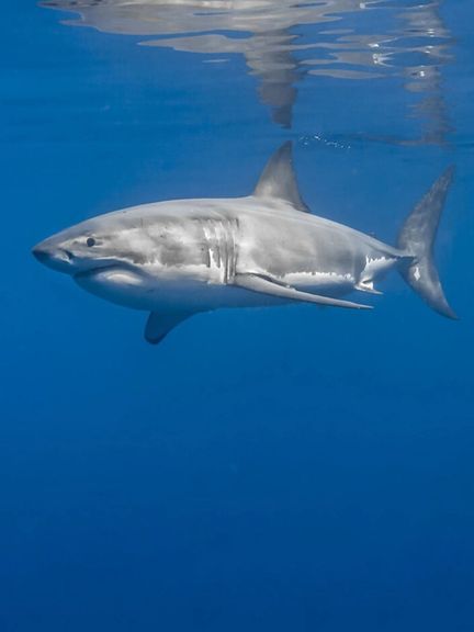 دفتر حفاظت از زیستبومهای دریایی: طبخ و عرضه سفرهماهی و کوسه در رستورانها ممنوع است