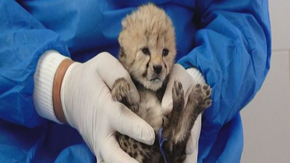 Iran Officials Deflect Blame For Death Of Two Asiatic Cheetah Cubs