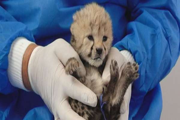 Iran Officials Deflect Blame For Death Of Two Asiatic Cheetah Cubs