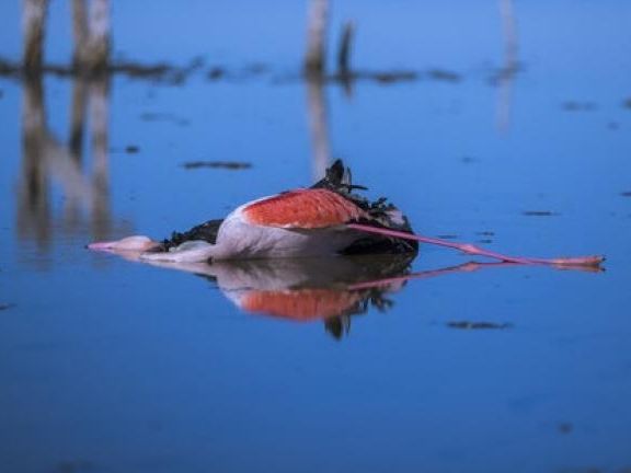 موسسه رازی: بنابر آزمایشهای سال گذشته دلیل تلفات مشکوک پرندگان در میانکاله، وبای پرندگان است