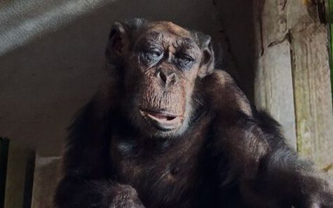دامپزشک باغوحش ارم: پرویز، مسنترین شامپانزه ایران درگذشت