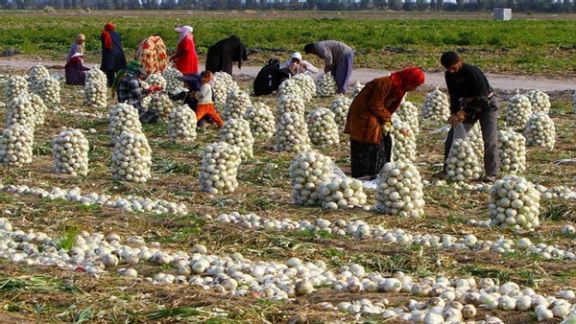 نماینده میناب در مجلس: پیازکاران جنوب ایران ناچار شدهاند محصول تولیدی خود را دفن کنند