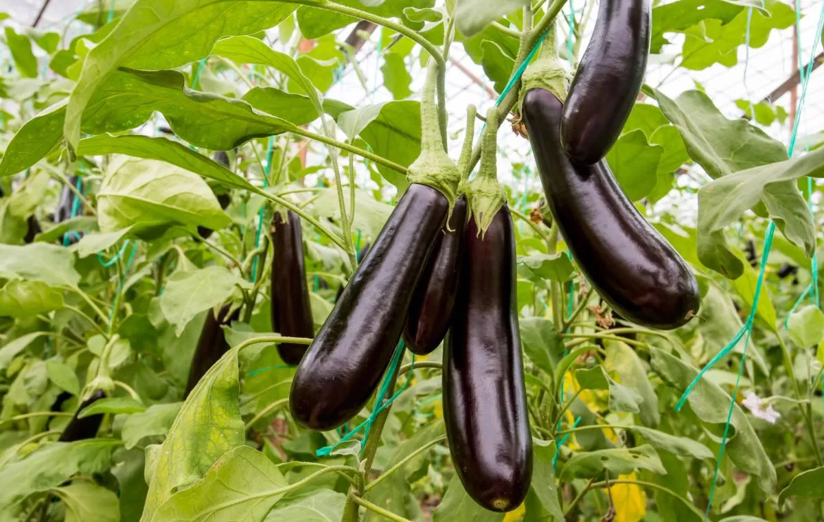 Eggplants growing in an Iranian greenhouse