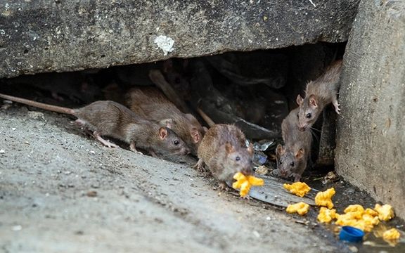 مقام شورای شهر تهران: وضعیت موشها در پایتخت بسیار نگرانکننده است